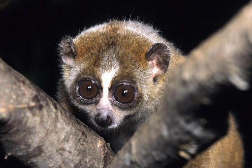 The pygmy slow Loris