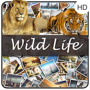 Download WildLife HD WallPaper Photo For PC Windows and Mac