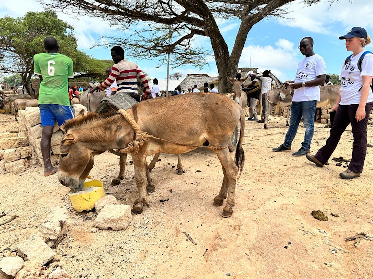 Donkey Sanctuary officials (with white T-Shirts) looking after a donkey while feeding at Manda-Maweni Village, Lamu West. Donkey mistreatment is still a challenge in Lamu County.
