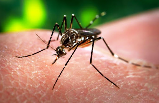 The Department of health has said there is no need to panic over the Zika Virus in South Africa