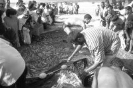 FRENZY: Locals plunge in as the Sardine run hots the shores of KwaZulu-Natal. © The Natal Sharks Board.