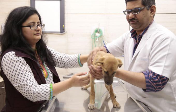 A veterinarian couple finds foreign homes for Indian street dogs