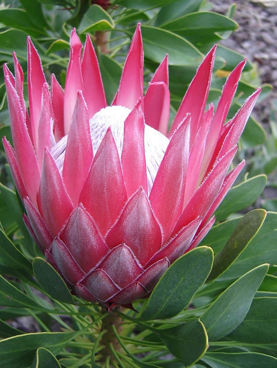 King Protea has the largest flowers produced from spring to summer.