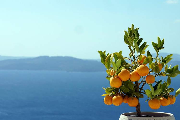 The Greeks have had an ancient and enduring love affair with lemons. Picture: 123rf