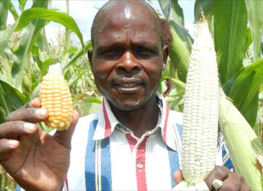 Maurice Owino Onyango displays maize cobs for local and IR maize varieties.