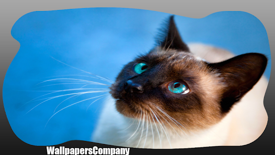 How to mod Siamese Cat Wallpaper patch 1.0 apk for pc