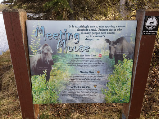 Meeting moose