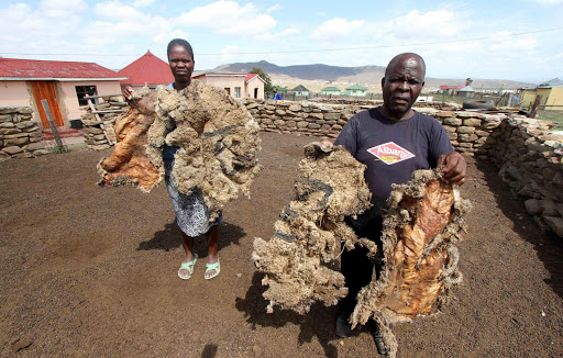 DISTURBING: Sub-headman Maphelo Mamba, 73, with resident Nosicelo Makinana, shows the skins of some of the sheep that were killed by a mysterious animal Picture: LULAMILE FENI