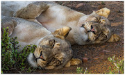 Lioness sisters Angel and Nicka. 