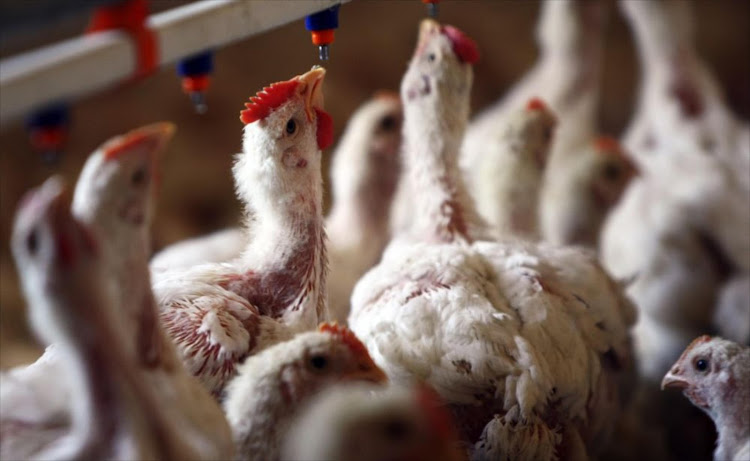 The SA Poultry Association confirmed that a second outbreak of avian influenza had occurred on a broiler breeder farm in Johannesburg. File photo.