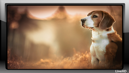 How to mod Beagle Wallpaper 1.0 mod apk for laptop