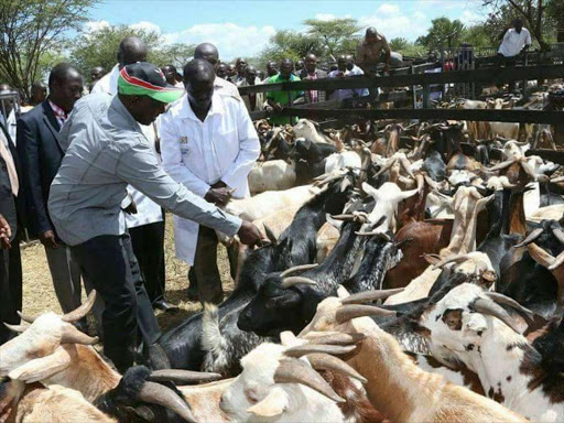 Deputy president William Ruto presiding over Kimalel goat auction in Baringo County in December 20, 2015. PHOTO/JOSEPH KANGOGO