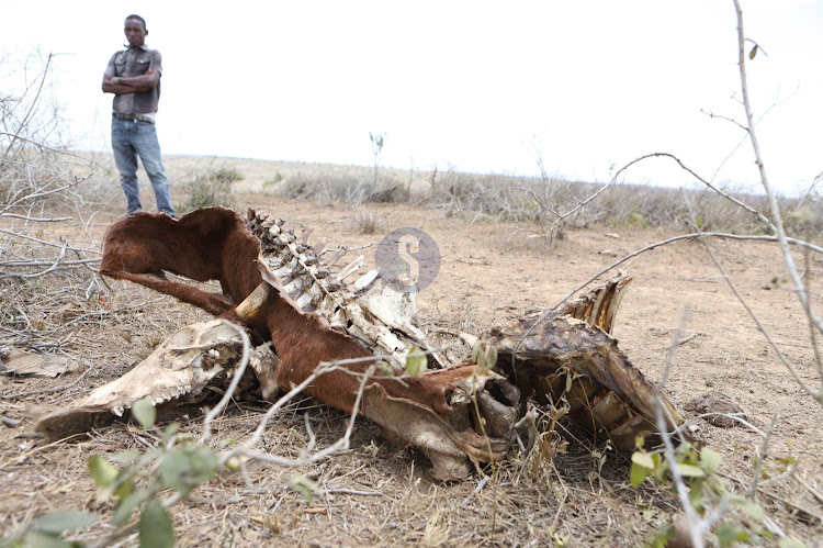 A cow carcass that died due to drought is seen at grazing fields of Kinango, Kwale County on October 15, 2022.