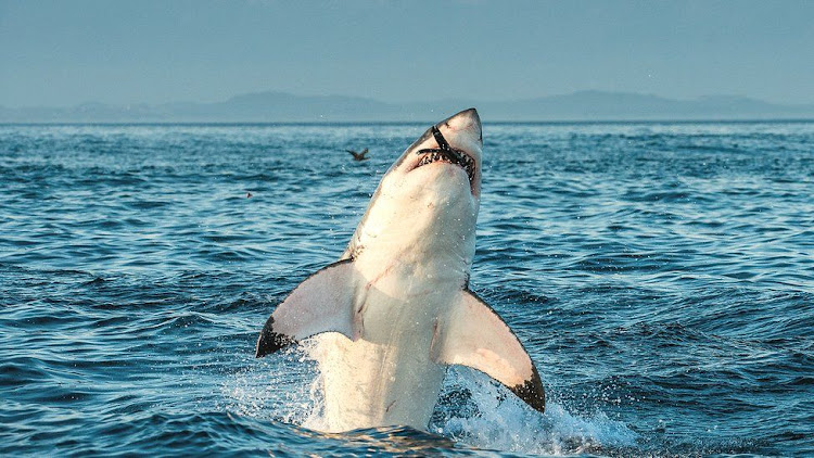 Great white sharks are decreasing in numbers
