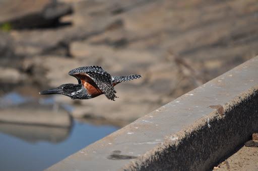 A giant kingfisher takes off from a bridge in the Kruger National Park.