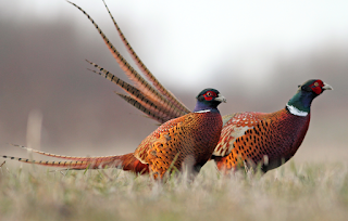 game meats delivery victoria