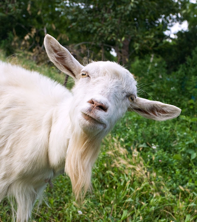 24 stolen goats were found in a bakkie.