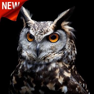 Download Owl Wallpaper For PC Windows and Mac
