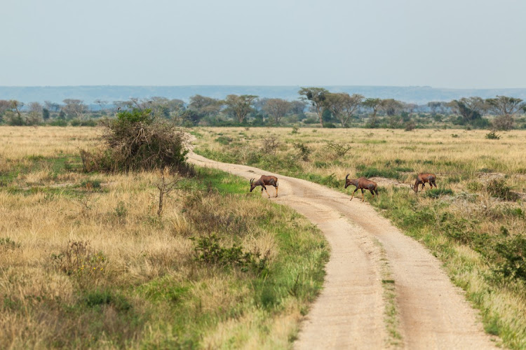 Antelopes in Queen Elizabeth National Park, Uganda. Picture: SUPPLIED