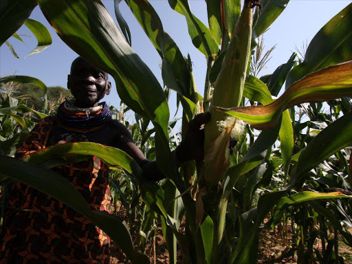 Manilal Chengem at her maize farm in Kainuk, Turkana south. /FILE