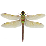 Dragonfly Apk