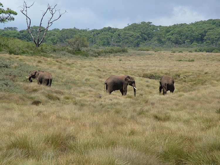 Elephants forage for food at Aberdare National Park. The park is set to be affected by a proposed road project. Image: Gilbert Koech.