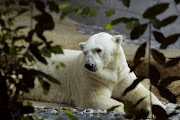 Inuka the polar bear looks out from his enclosure at the Singapore Zoological Gardens in this file photo. 