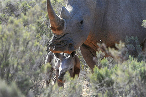 Rhino2
