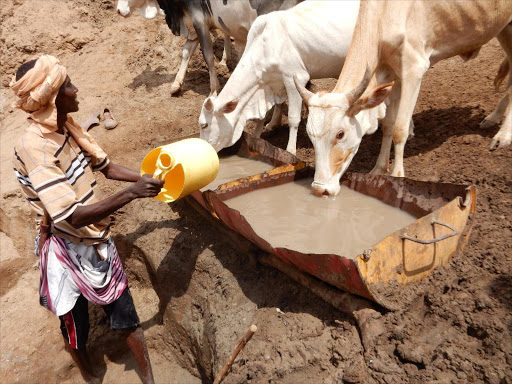 A Pastoralist feeds his cattle with the remaining water fetched from a drying well in the drought stricken Asa area in Tanariver county. One person died and over 100,000 have been affected by the drought in the county. Photo Alphonce Gari