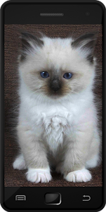 How to get Cat Breeds 1.0 unlimited apk for laptop