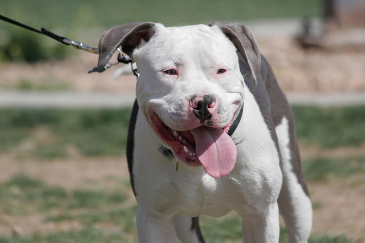 The SAHRC is investigating a voice note in which a woman opposed to the banning of pit bulls launches a racist attack. Stock photo.