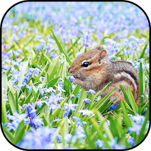 Download Chipmunk Wallpapers For PC Windows and Mac