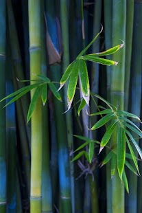 How to download Bamboo Forest Live Wallpaper 1.1 mod apk for android