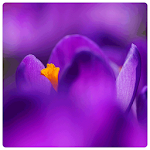 Mysterious purple wallpapers Apk