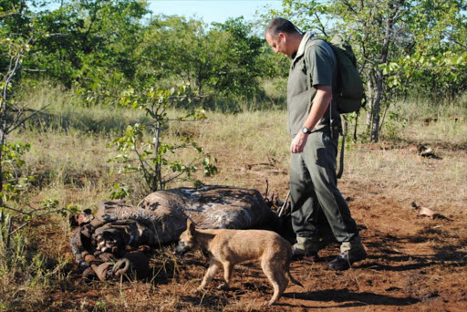Andrew Desmet looks at a carcass during a tour at the border between Mozambique and South Africa on April 17, 2013, in Letaba, South Africa. File photo.