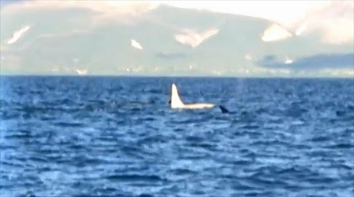 Iceberg the white killer whale