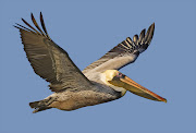 A brown pelican, file picture.