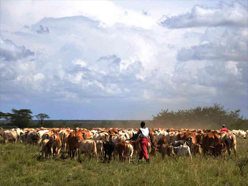 A herdsman with cattle at a grassing field.