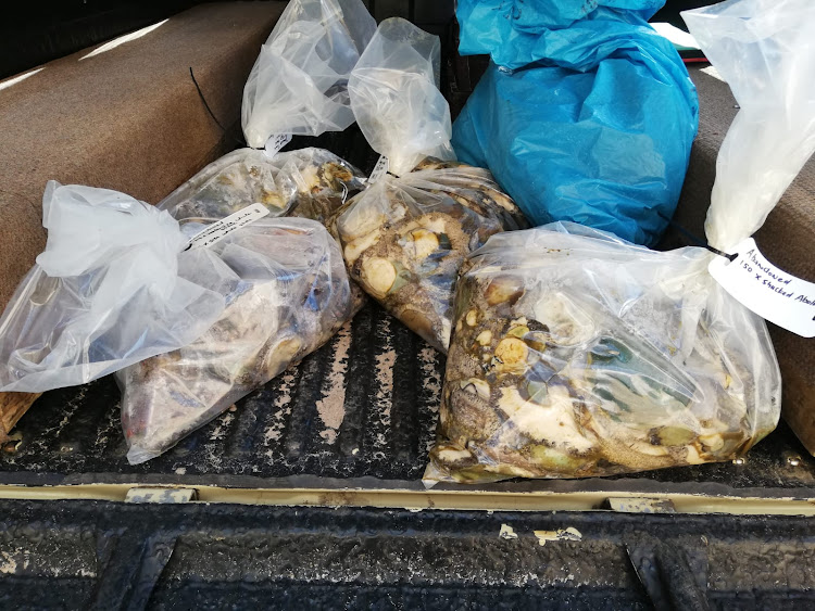 Abondoned shucked abalone. SANParks on Friday announced the successful arrest of several suspected poachers in Table Mountain National Park (TMNP) during the last few days.