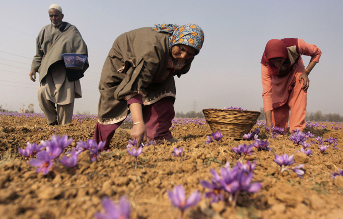 A saffron farmer’s take on crop failure in Kashmir