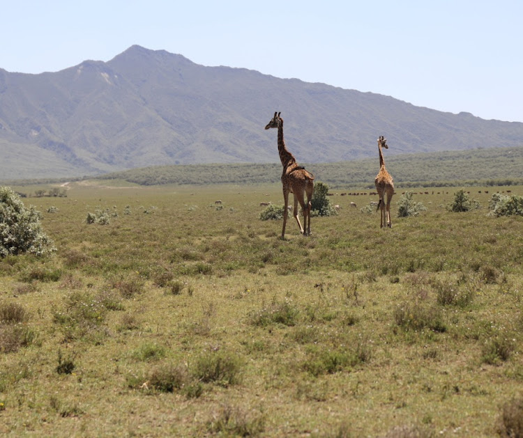 Giraffes in Naivasha