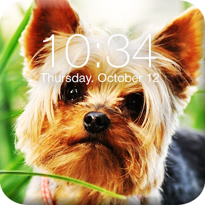 Download Yorkshire Terrier App Lock For PC Windows and Mac