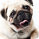 Pug Dog Live Wallpaper Apk