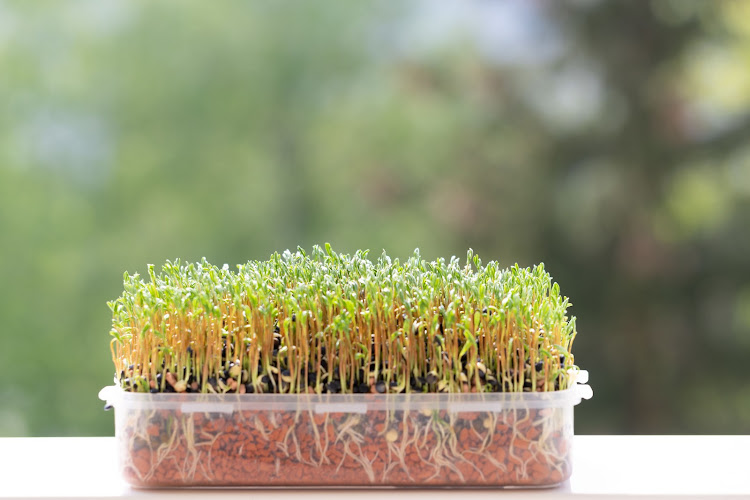 Microgreens need good light. Growing them on or in front of a bright windowsill is a good option, but beware of strong sunlight and hot glass, which may scorch them.
