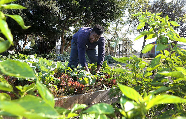 Gardener Nkosi Nqazeleni with a vegetable and herb garden that is thriving on a greywater system.