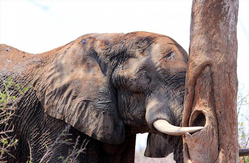 A bull elephant takes a nap against a leadwood tree in the Kruger National Park