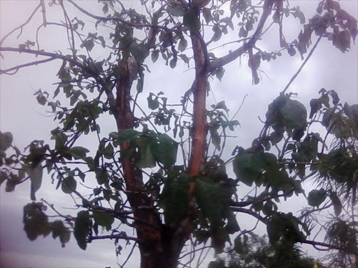 The tree that the deceased and the wife were sheltering before being hit by lightning in Kwale county on March 16, 2018./ CHARI SUCHE