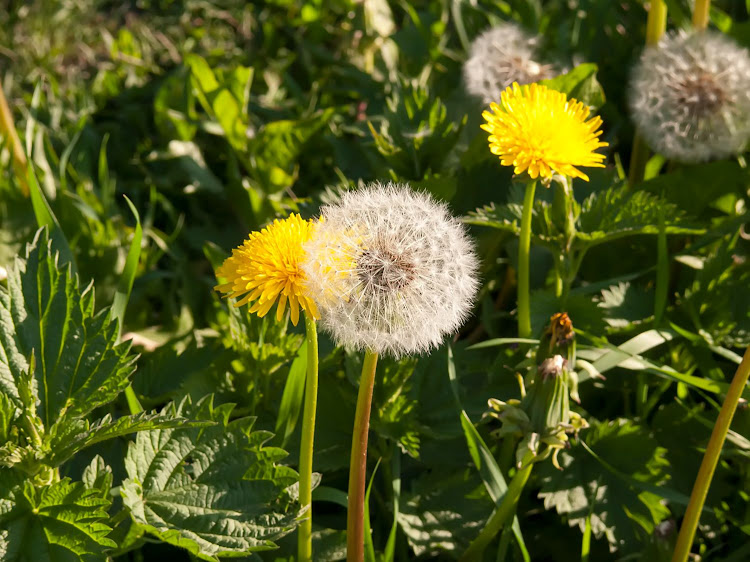 Much like a weed, dandelion will grow just about anywhere.