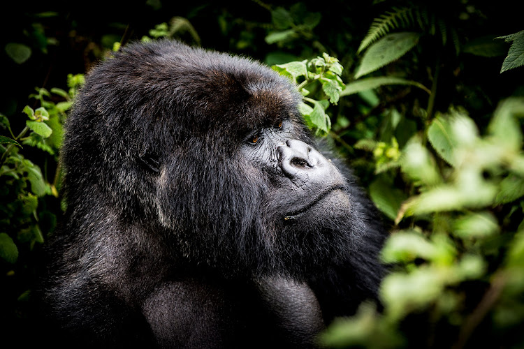 A silverback gorilla spotted in Rwanda