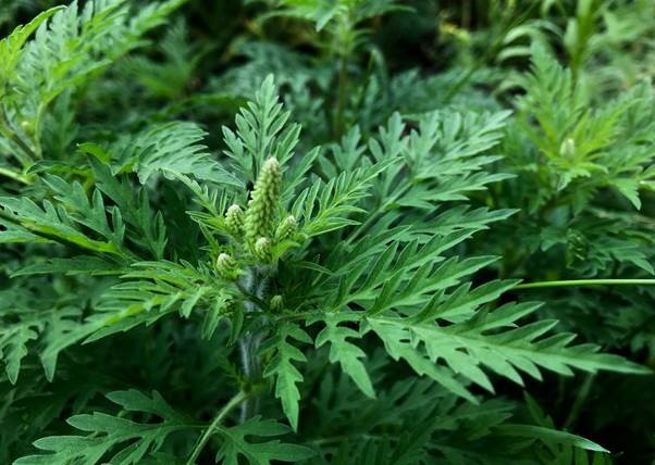 If you find a ragweed bush in or near your property, pull it out and destroy it because it is incredibly invasive, the UCT Lung Institute advises. Due to the changing climate, ragweed will continue its migration southward, putting more South Africans at risk of developing a sensitivity to its potent pollen.